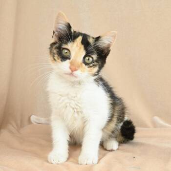 Lucy -  Domestic Short Hair Cat for Adoption in Mobile, Alabama - Lucy | PetCurious