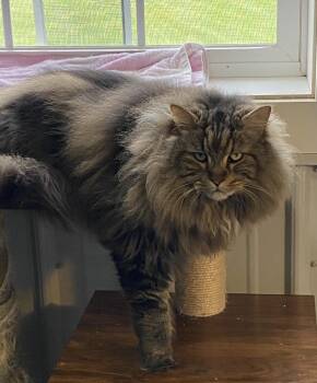 Mia -  Domestic Long Hair Cat for Adoption in Telford, Pennsylvania - Mia | PetCurious