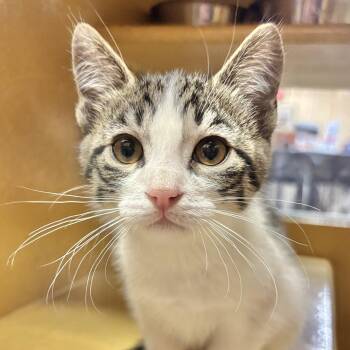 Oreo -  Domestic Short Hair Cat for Adoption in Sonora, California - Oreo | PetCurious