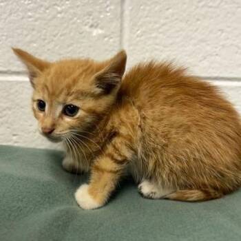 Flash Sentry -  Domestic Short Hair and Mixed Breed Cat for Adoption in Spruce Pine, North Carolina - Flash Sentry | PetCurious