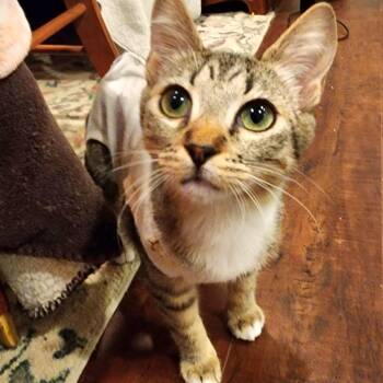 Domestic Short Hair and Tabby Cats Available for Adoption - :::Peanut::: | PetCurious