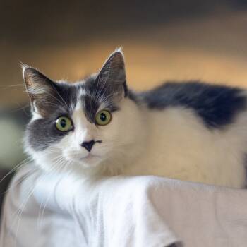 Rescue Domestic Long Hair Cats for Adoption - Metzli (Metz) | PetCurious