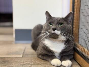Charlie 2 -  Domestic Short Hair Cat for Adoption in Peru, New York - Charlie 2 | PetCurious