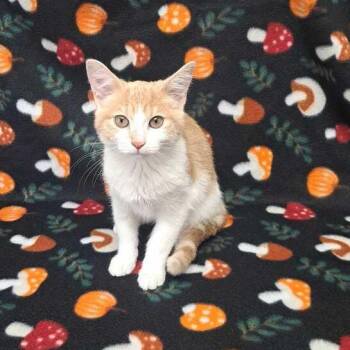 Buffy -  Domestic Short Hair Cat for Adoption in Valdosta, Georgia - Buffy | PetCurious