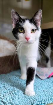 Dior -  Domestic Short Hair Cat for Adoption in New Castle, Pennsylvania - Dior | PetCurious