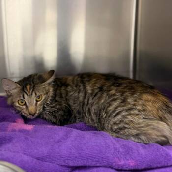 Andarna -  Domestic Medium Hair and Domestic Short Hair Cat for Adoption in Bullhead City, Arizona - Andarna | PetCurious