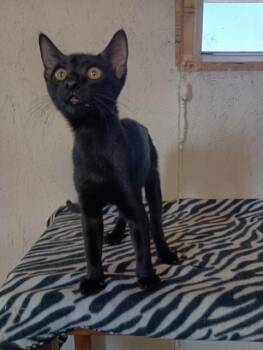 Rescue Domestic Short Hair Cats for Adoption in Centerton, Arkansas - Mojave | PetCurious