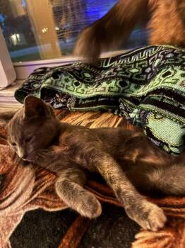 Rain -  Domestic Short Hair Cat for Adoption in St. Cloud, Florida - Rain | PetCurious