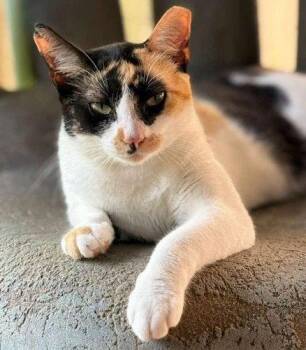 Agatha - PSP Foster Home -  Domestic Short Hair Cat for Adoption in Oakland Park, Florida - Agatha - PSP Foster Home | PetCurious