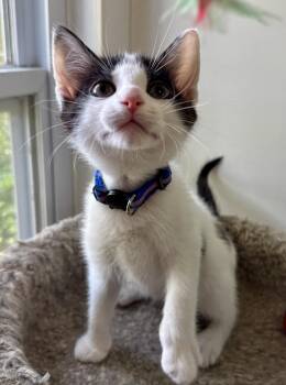 Josh -  Domestic Short Hair Cat for Adoption in Ashland, Ohio - Josh | PetCurious