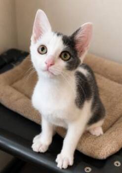 Aries -  Domestic Short Hair Cat for Adoption in Parlier, California - Aries | PetCurious