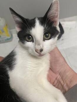 Rescue American Shorthair Cats for Adoption in Dania Beach, Florida - Tyler | PetCurious