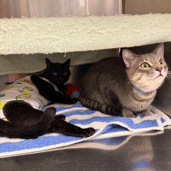 Domestic Short Hair Cats Available for Adoption in Buffalo, New York - Ray | PetCurious