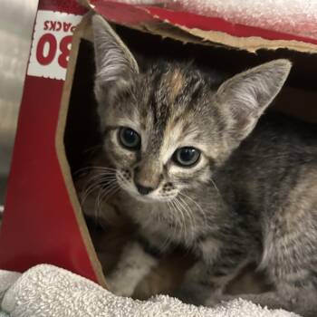 Irene -  Domestic Medium Hair Cat for Adoption in Taos, New Mexico - Irene | PetCurious