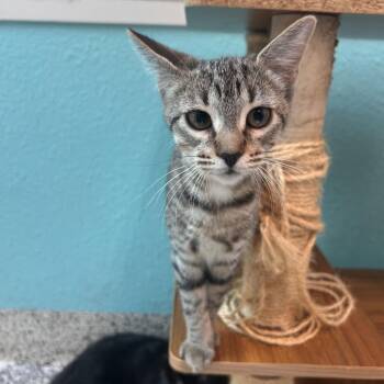 Paris -  Domestic Short Hair Cat for Adoption in Fresno, California - Paris | PetCurious