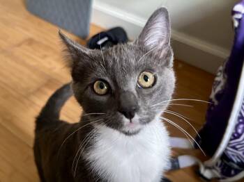 Rescue Russian Blue Cats for Adoption in Greenfield, California - Esmeralda | PetCurious