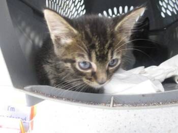 CHIP -  Domestic Short Hair Cat for Adoption in Ocala, Florida - CHIP | PetCurious