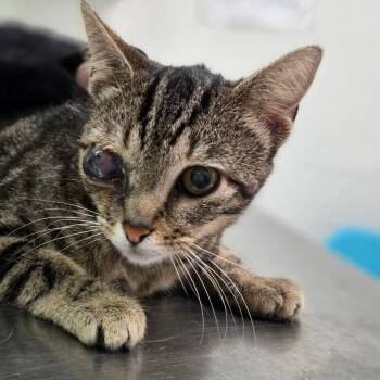 Mulberry -  Domestic Short Hair Cat for Adoption in Charleston, West Virginia - Mulberry | PetCurious
