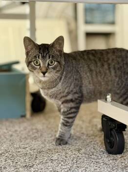 Rescue Domestic Short Hair Cats for Adoption in Rochester, New Hampshire - Bullet | PetCurious