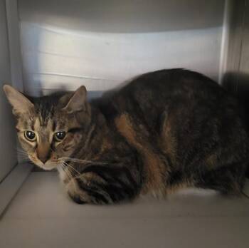 Domestic Short Hair Cats Available for Adoption - PENNY | PetCurious
