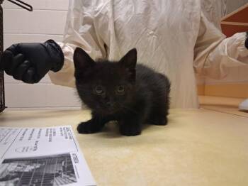 STARLIGHT -  Domestic Short Hair Cat for Adoption in Colorado Springs, Colorado - STARLIGHT | PetCurious