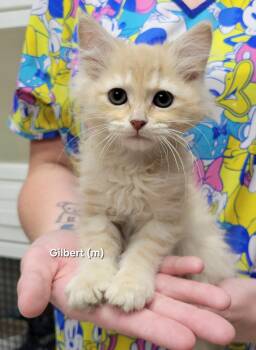 Gilbert -  Domestic Long Hair Cat for Adoption in Mazon, Illinois - Gilbert | PetCurious
