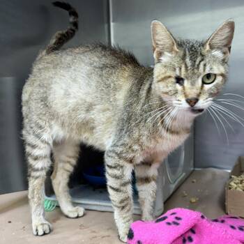 Domestic Short Hair Cats Available for Adoption in Austin, Texas - Lollipop Factory | PetCurious