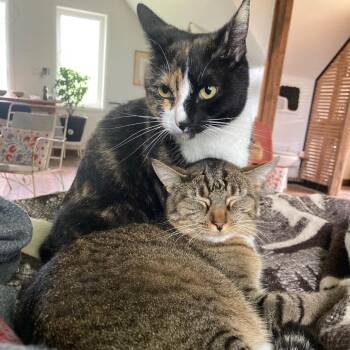 Rosie -  Domestic Short Hair Cat for Adoption in Rochester, Minnesota - Rosie | PetCurious