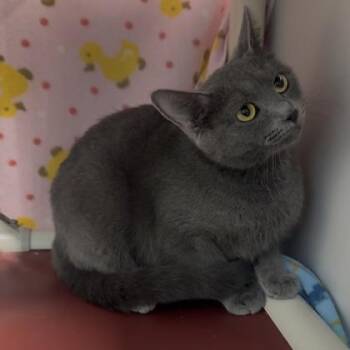 Domestic Short Hair Cats Available for Adoption in Janesville, Wisconsin - Sweet Baby | PetCurious