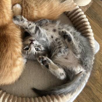 Mini Pekka -  Domestic Short Hair Cat for Adoption in Houston, Texas - Mini Pekka | PetCurious