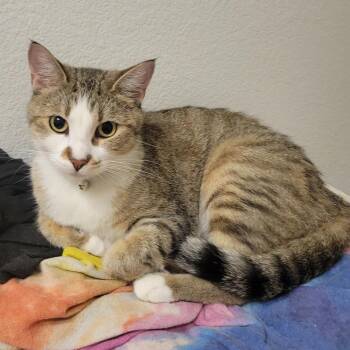 Cleo -  Domestic Short Hair Cat for Adoption in Las Vegas, Nevada - Cleo | PetCurious