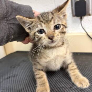Domestic Short Hair Cats Available for Adoption in Ardmore, Oklahoma - Dash | PetCurious