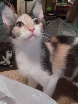 Darla -  Domestic Short Hair Cat for Adoption in Chandler, Arizona - Darla | PetCurious