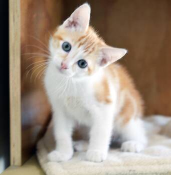 MR. WATERNOOSE -  Domestic Short Hair Cat for Adoption in San Clemente, California - MR. WATERNOOSE | PetCurious