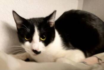 Domestic Short Hair Cats Available for Adoption - Spicy | PetCurious