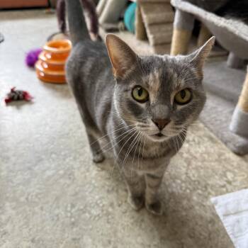 Rescue Domestic Short Hair Cats for Adoption in Hendersonville, Tennessee - Little Bit | PetCurious
