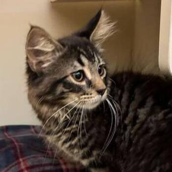 Domestic Long Hair Cats Available for Adoption in Dayton, Ohio - Rocket | PetCurious