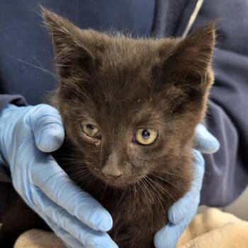 GiGi -  Domestic Short Hair Cat for Adoption in Newark, New Jersey - GiGi | PetCurious