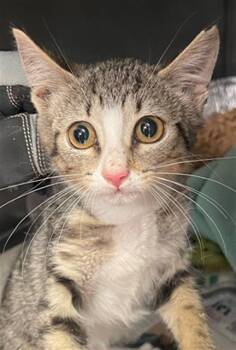 PICKLE -  Domestic Short Hair Cat for Adoption in Columbia, South Carolina - PICKLE | PetCurious