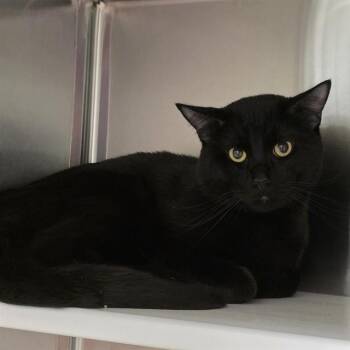 Domestic Short Hair Cats Available for Adoption in St. Louis, Missouri - NOCTIS | PetCurious