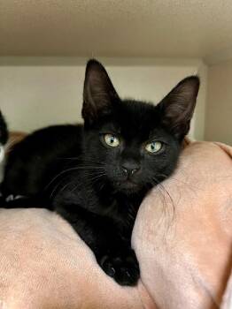 Adams -  Domestic Short Hair Cat for Adoption in New Rochelle, New York - Adams | PetCurious