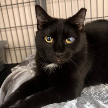 Ohio -  Domestic Short Hair Cat for Adoption in Greensburg, Pennsylvania - Ohio | PetCurious