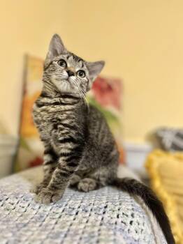 Rescue Domestic Short Hair Cats for Adoption in Richmond, Kentucky - Cleo | PetCurious