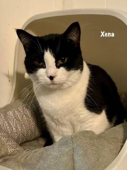 Domestic Short Hair Cats Available for Adoption in Windsor, Connecticut - Xena | PetCurious