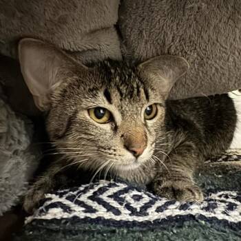 Mocha -  Domestic Short Hair Cat for Adoption in Saint Charles, Missouri - Mocha | PetCurious