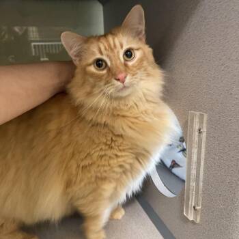 Domestic Long Hair Cats Available for Adoption in Walden, New York - Tommy | PetCurious