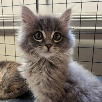 Numi -  Domestic Long Hair Cat for Adoption in Westminster, California - Numi | PetCurious