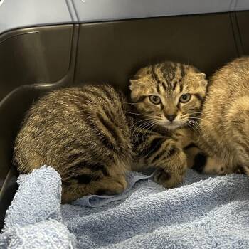 Reno -  Domestic Short Hair Cat for Adoption in Dickinson, Texas - Reno | PetCurious