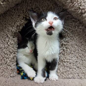 Domestic Short Hair Cats Available for Adoption in Middlebury, Vermont - Cyrus | PetCurious