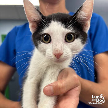 Rescue Domestic Short Hair Cats for Adoption in Washington, District Of Columbia - Fletcher | PetCurious